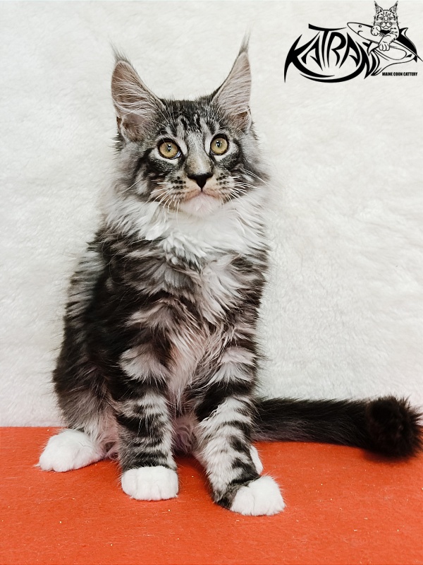 Katran Figaro - Кошеня мейн-кун 3 місяця 1,5 тиждень