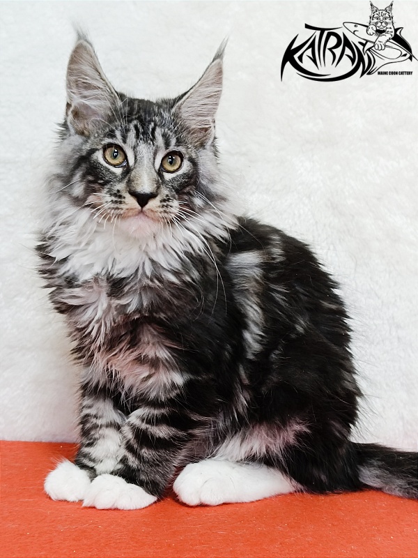 Katran Figaro - Кошеня мейн-кун 3 місяця 1,5 тиждень