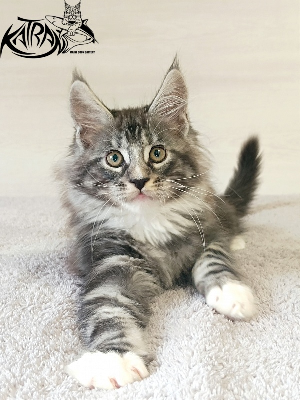 Katran Figaro - Кошеня мейн-кун 2 місяця