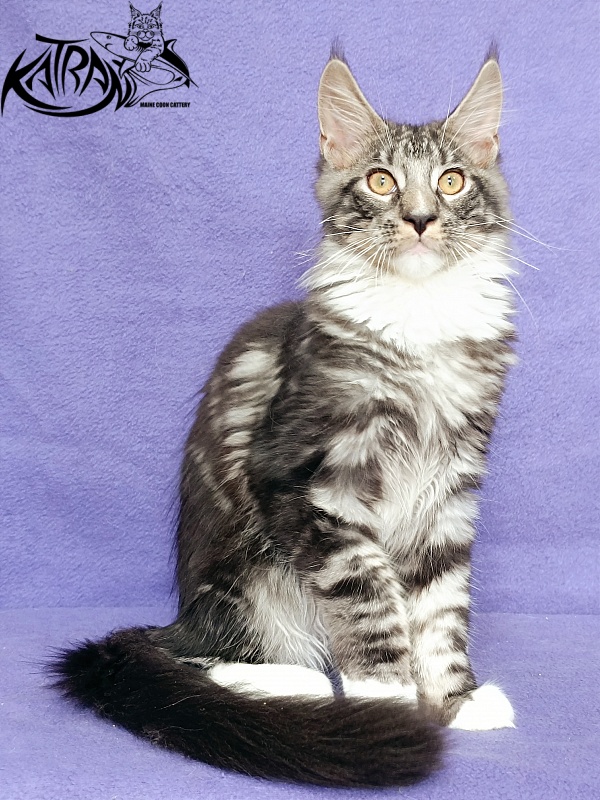 Katran Figaro - Кошеня мейн-кун 4 місяця