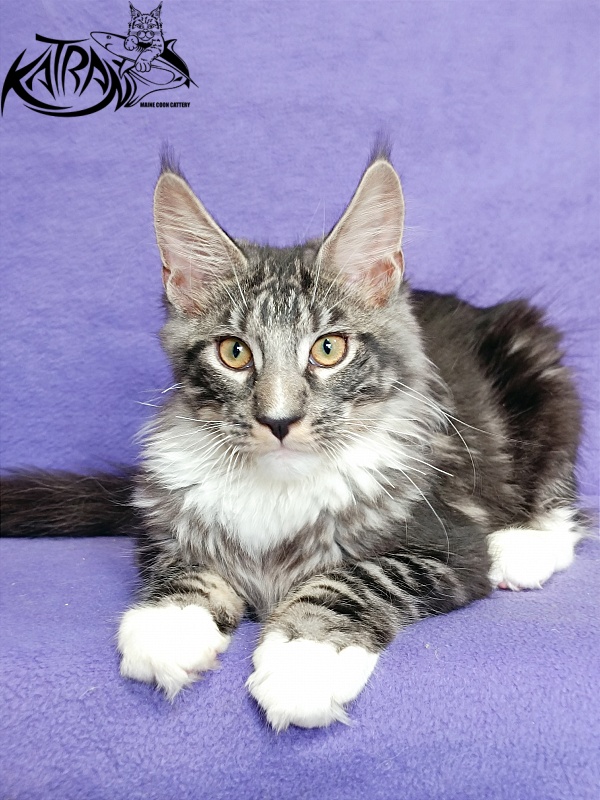 Katran Figaro - Кошеня мейн-кун 4 місяця