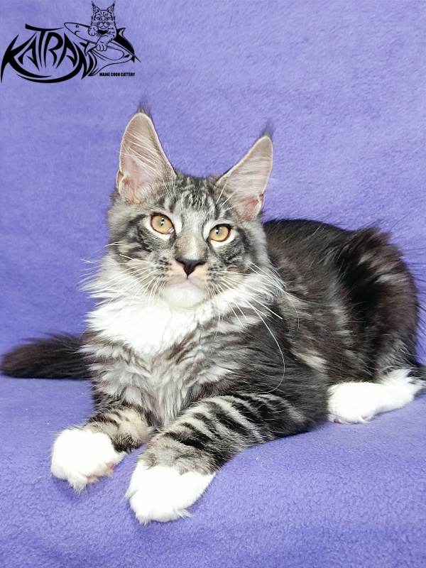 Katran Figaro - Кошеня мейн-кун 4 місяця