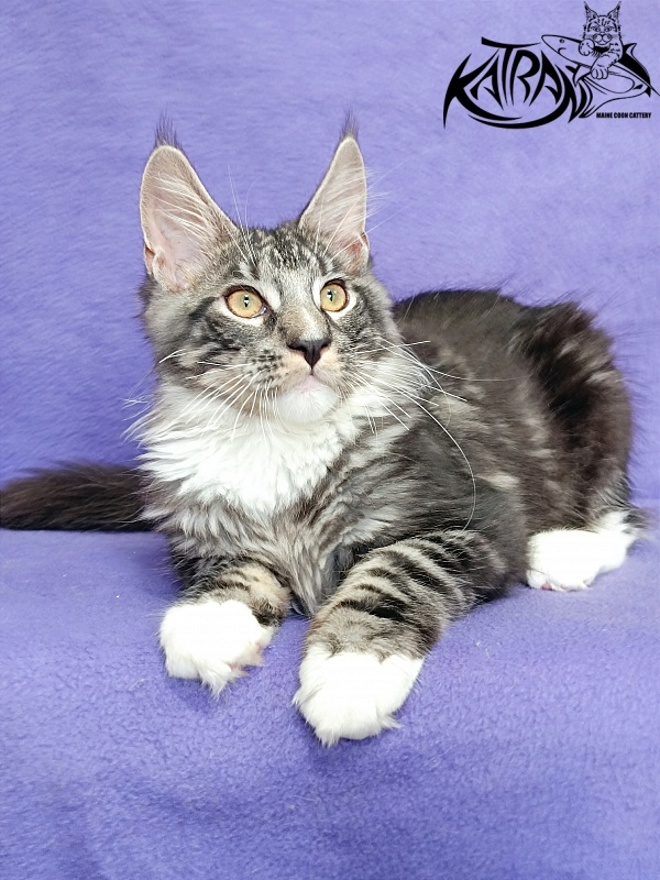 Katran Figaro - Кошеня мейн-кун 4 місяця