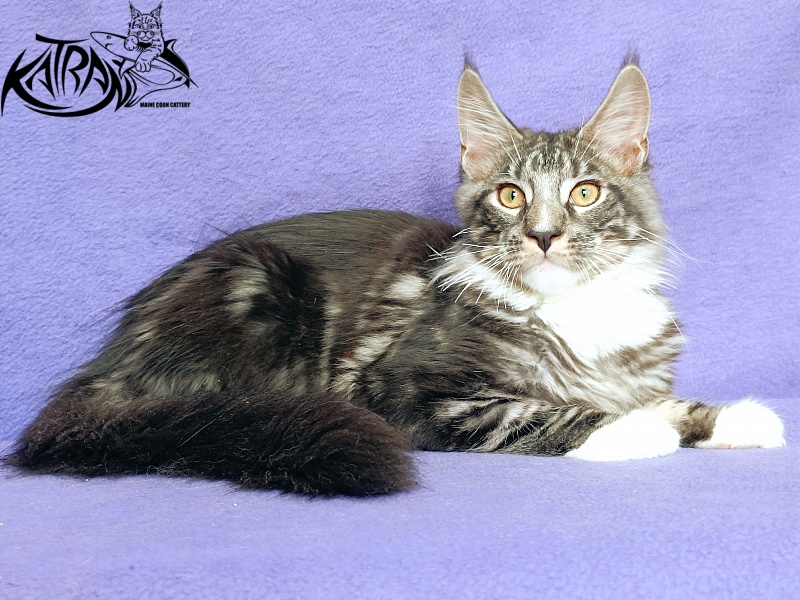 Katran Figaro - Кошеня мейн-кун 4 місяця