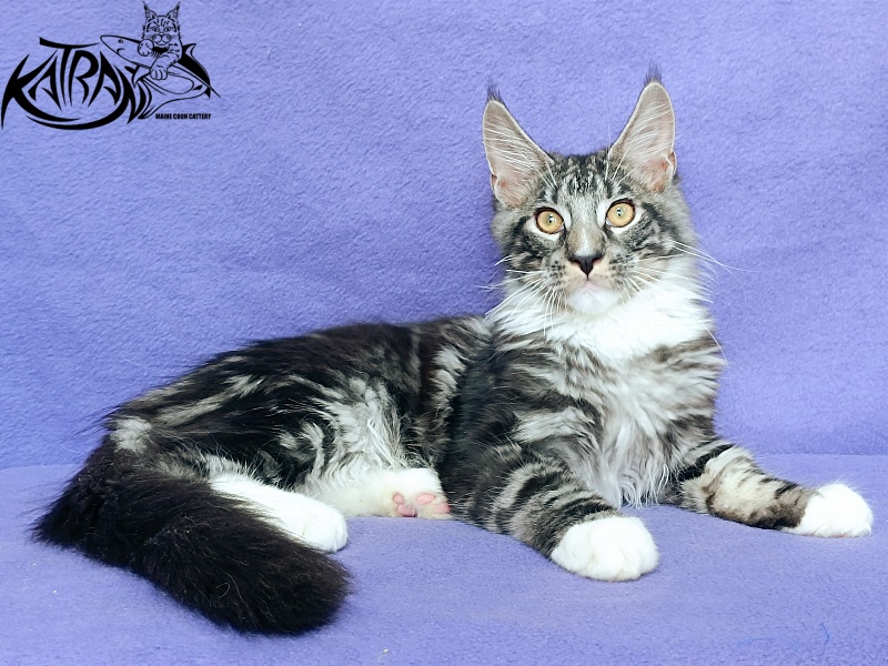 Katran Figaro - Кошеня мейн-кун 4 місяця