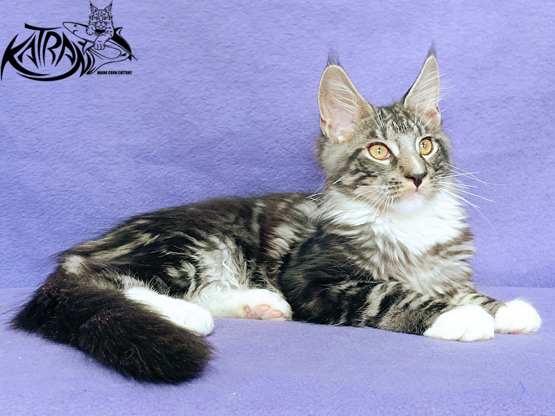 Katran Figaro - Кошеня мейн-кун 4 місяця