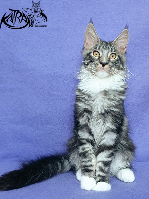 Katran Figaro - Кошеня мейн-кун 4 місяця