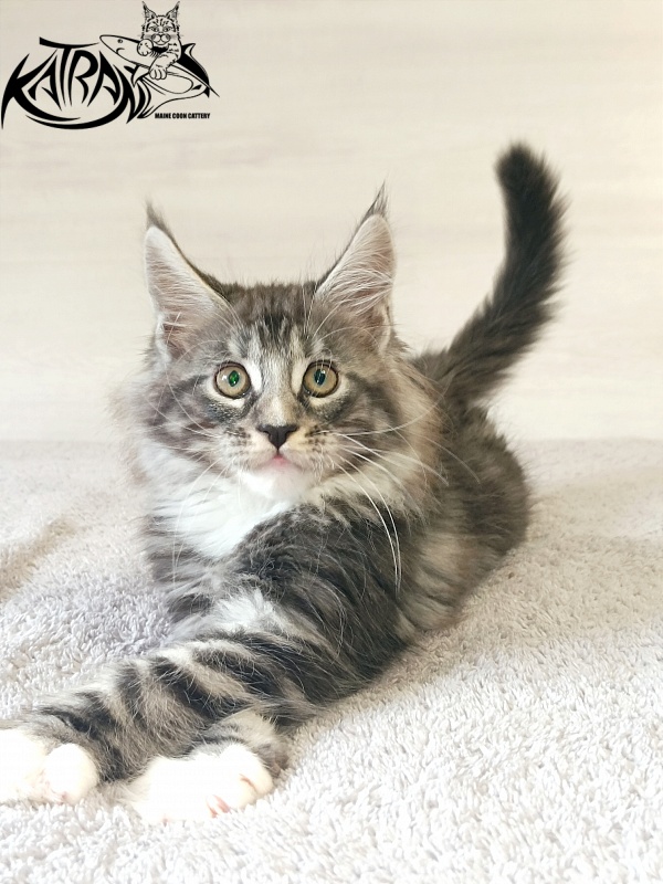 Katran Figaro - Кошеня мейн-кун 2 місяця