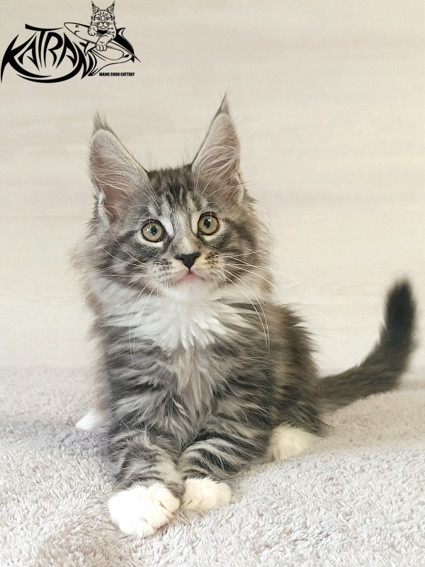 Katran Figaro - Кошеня мейн-кун 2 місяця