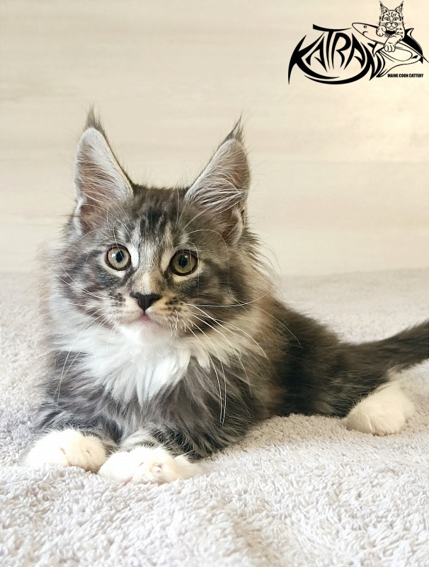 Katran Figaro - Кошеня мейн-кун 2 місяця