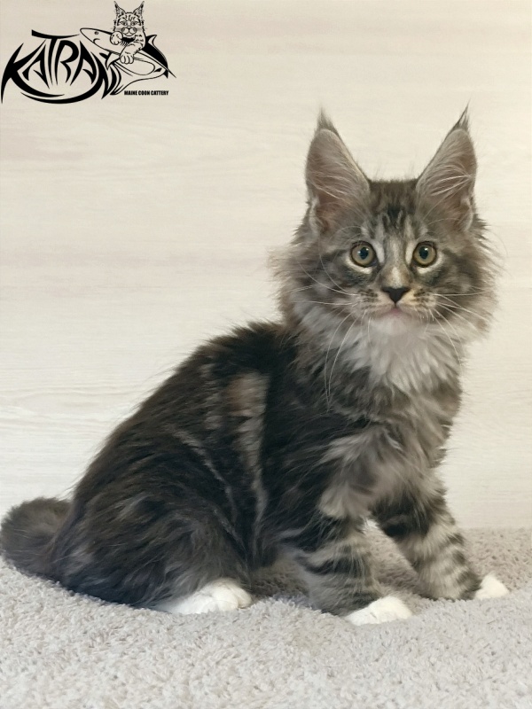 Katran Figaro - Кошеня мейн-кун 2 місяця