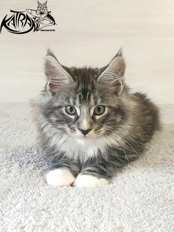 Katran Figaro - Кошеня мейн-кун 2 місяця