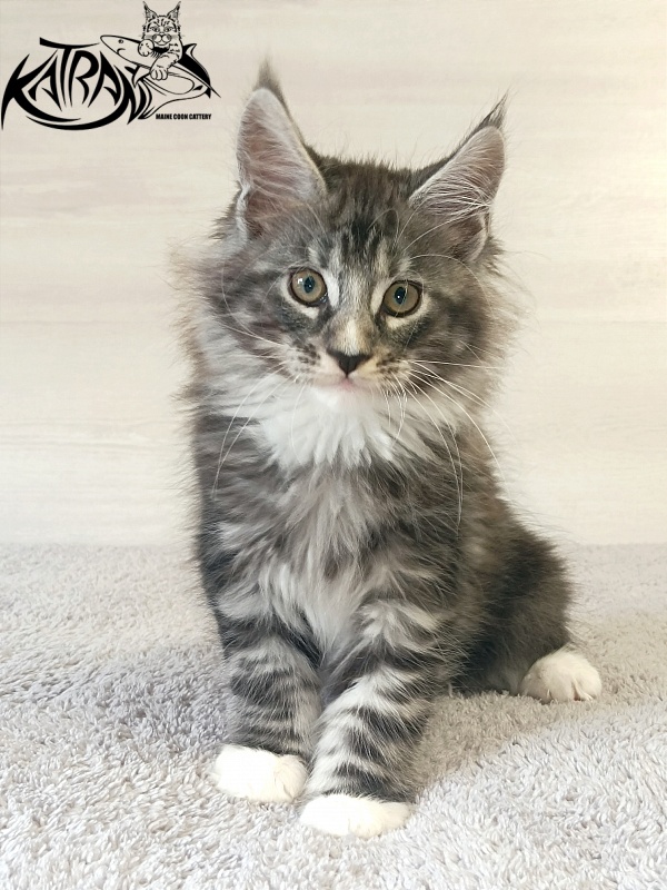 Katran Figaro - Кошеня мейн-кун 2 місяця