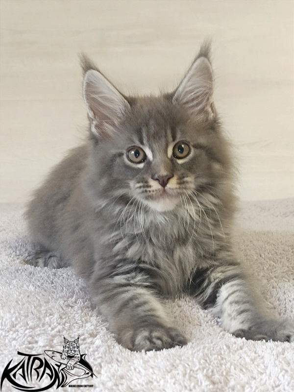 Katran Fantom - Кошеня мейн-кун 2 місяця