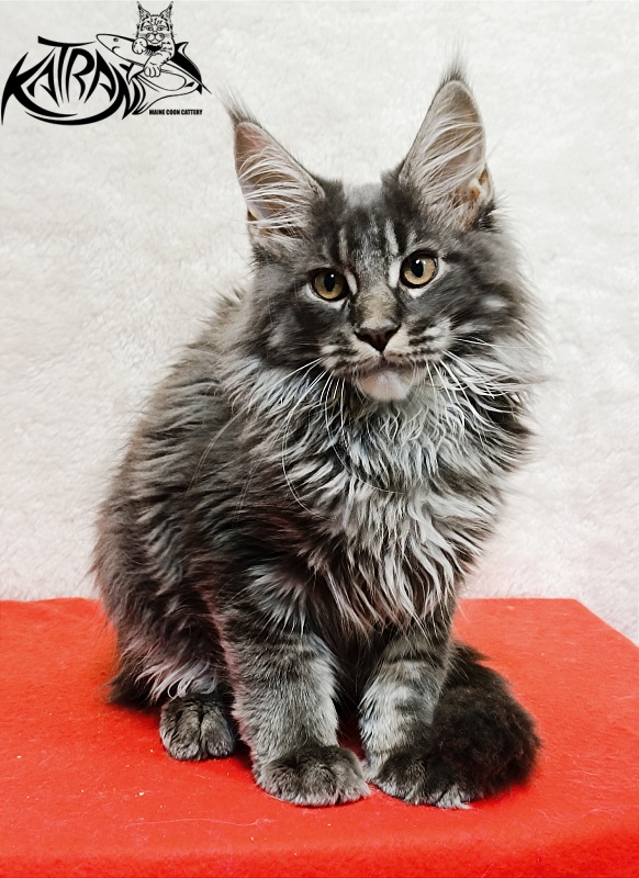 Katran Fantom - Кошеня мейн-кун 3 місяця 1,5 тиждень