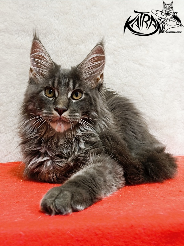 Katran Fantom - Кошеня мейн-кун 3 місяця 1,5 тиждень