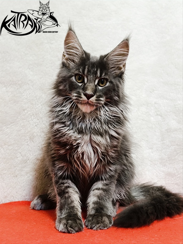 Katran Fantom - Кошеня мейн-кун 3 місяця 1,5 тиждень