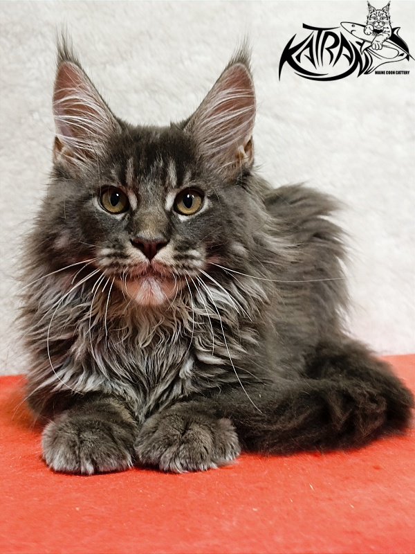 Katran Fantom - Кошеня мейн-кун 3 місяця 1,5 тиждень