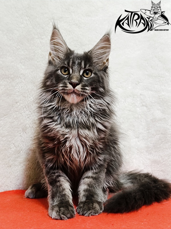 Katran Fantom - Кошеня мейн-кун 3 місяця 1,5 тиждень