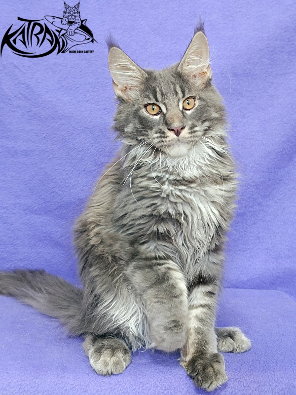 Katran Fantom - Кошеня мейн-кун 4 місяця