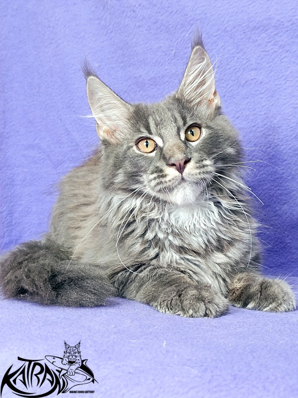 Katran Fantom - Кошеня мейн-кун 4 місяця