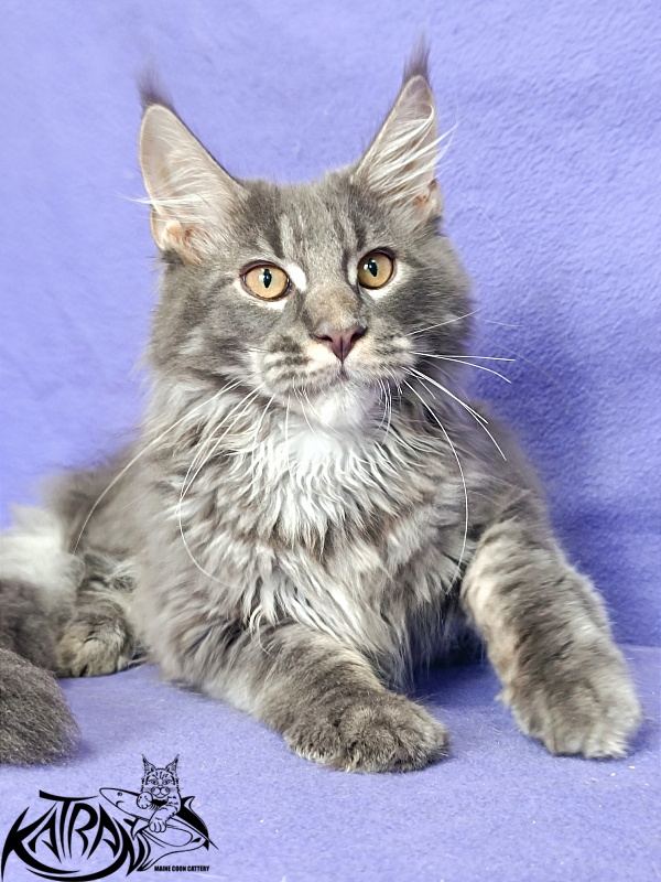 Katran Fantom - Кошеня мейн-кун 4 місяця