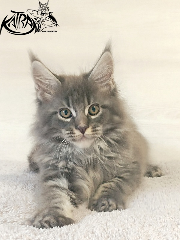 Katran Fantom - Кошеня мейн-кун 2 місяця