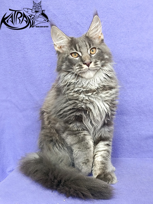 Katran Fantom - Кошеня мейн-кун 4 місяця