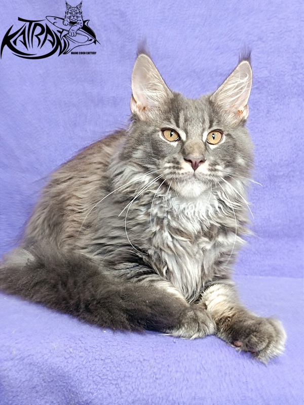 Katran Fantom - Кошеня мейн-кун 4 місяця