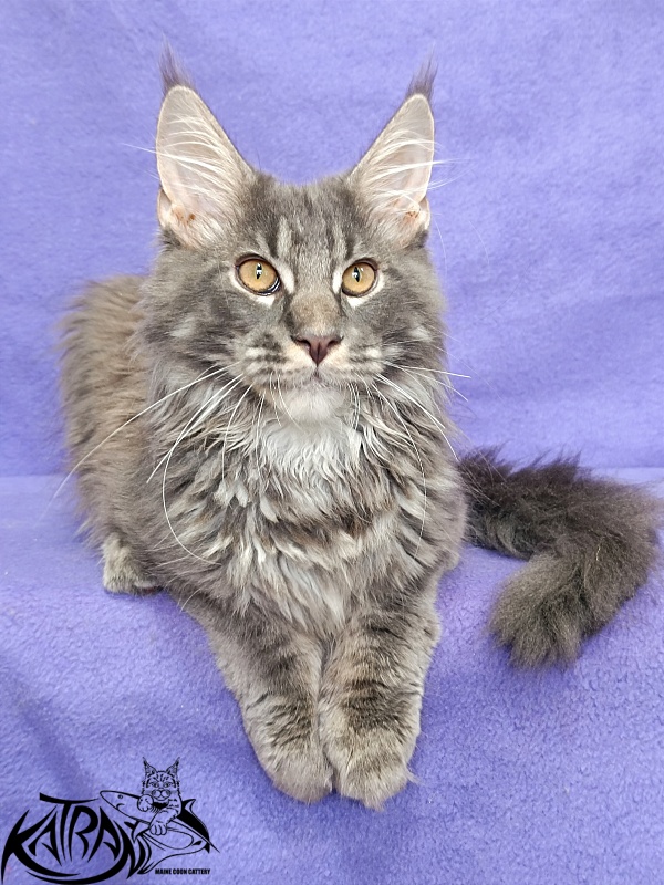 Katran Fantom - Кошеня мейн-кун 4 місяця