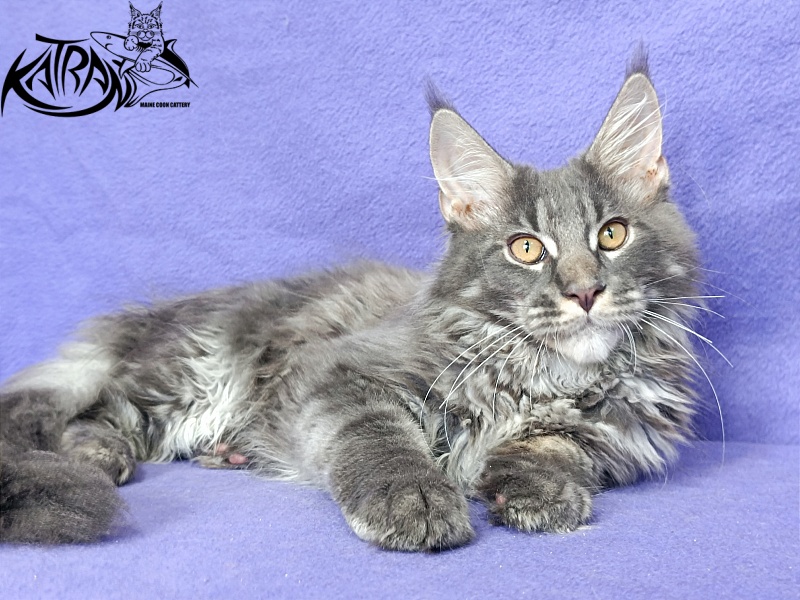 Katran Fantom - Кошеня мейн-кун 4 місяця