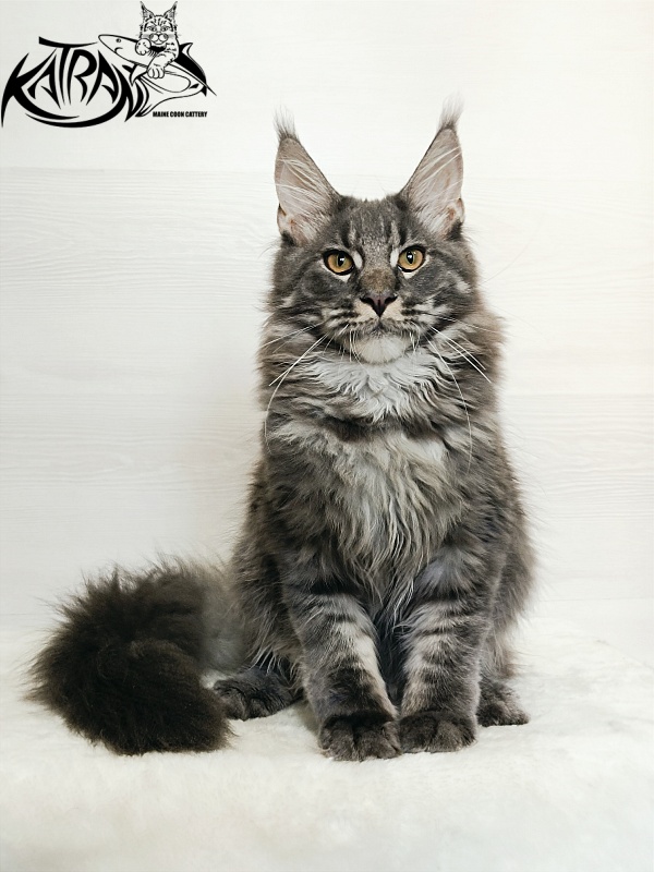 Katran Fantom - Кошеня мейн-кун 5,5 місяців