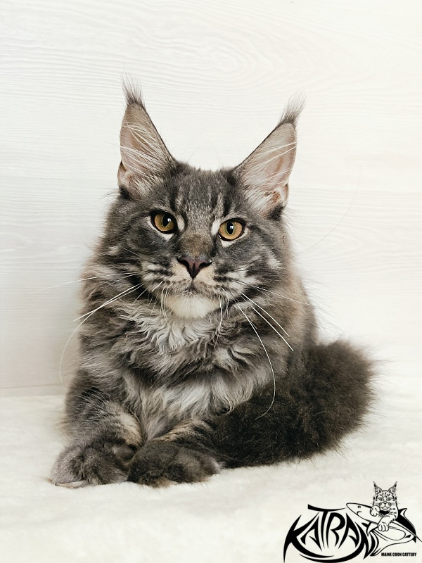 Katran Fantom - Кошеня мейн-кун 5,5 місяців