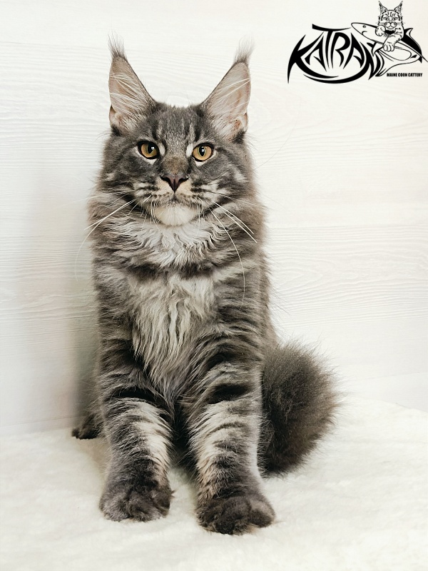 Katran Fantom - Кошеня мейн-кун 5,5 місяців