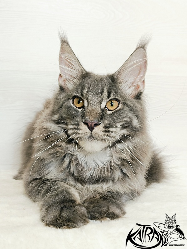 Katran Fantom - Кошеня мейн-кун 5,5 місяців