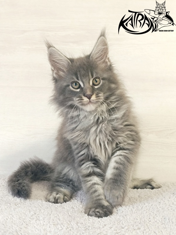 Katran Fantom - Кошеня мейн-кун 2 місяця