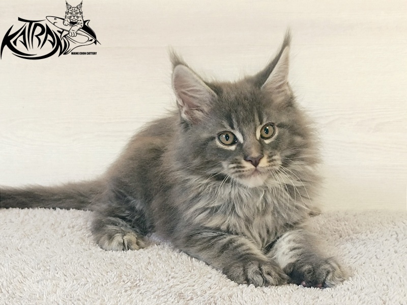 Katran Fantom - Кошеня мейн-кун 2 місяця