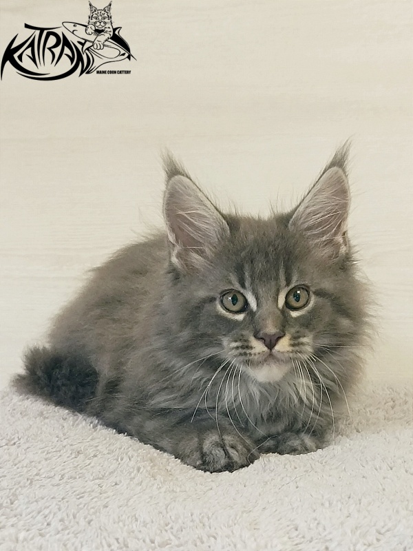 Katran Fantom - Кошеня мейн-кун 2 місяця