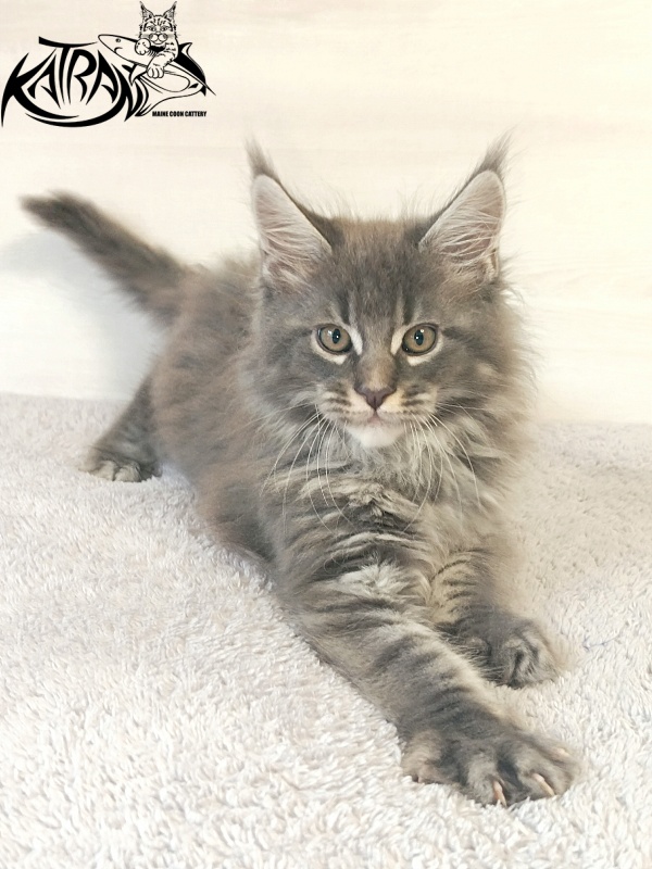 Katran Fantom - Кошеня мейн-кун 2 місяця