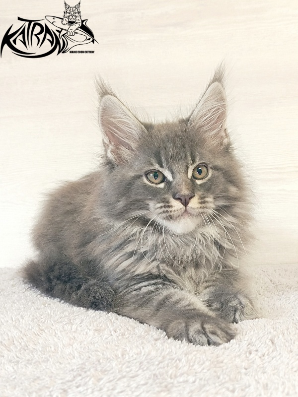 Katran Fantom - Кошеня мейн-кун 2 місяця