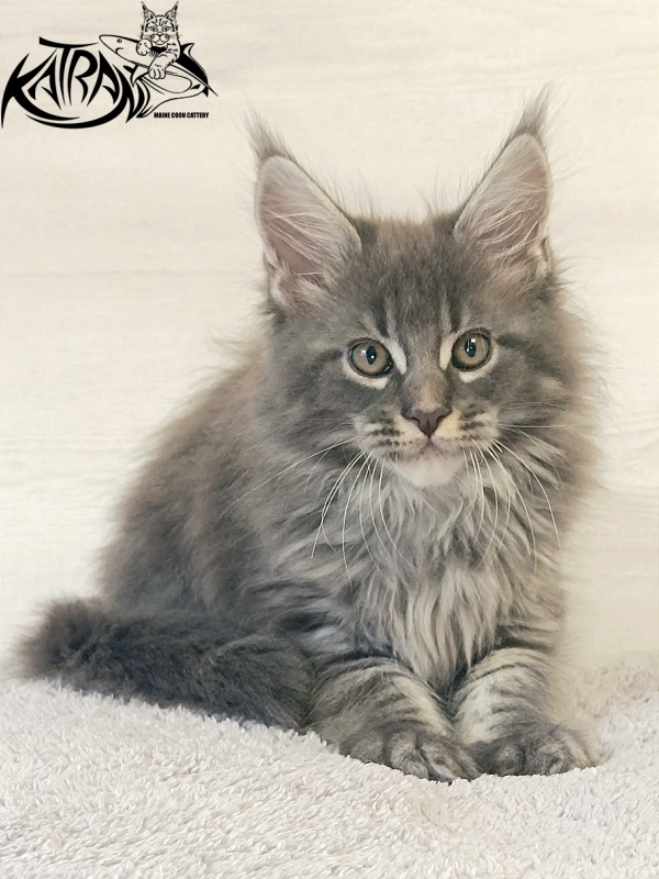 Katran Fantom - Кошеня мейн-кун 2 місяця