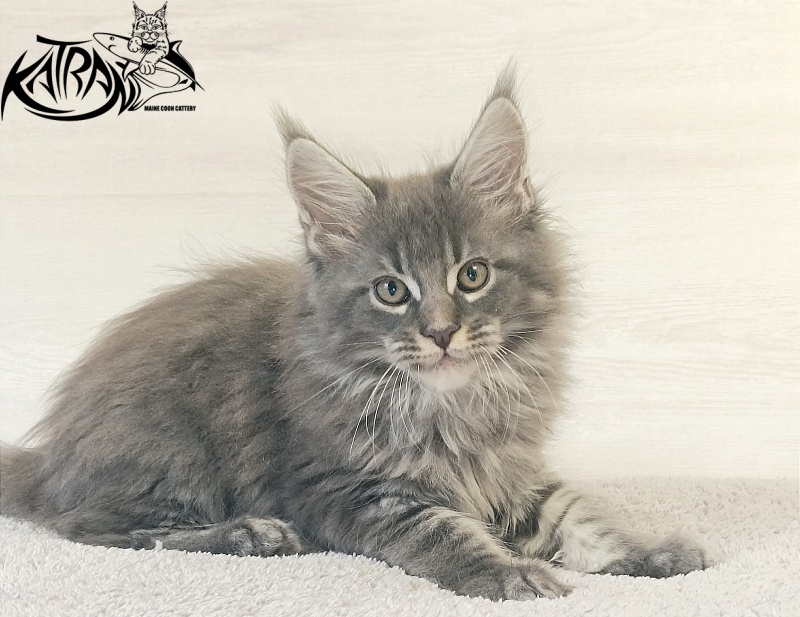 Katran Fantom - Кошеня мейн-кун 2 місяця