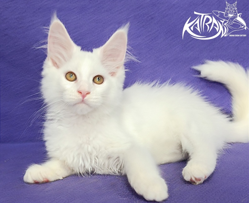 Katran Gabriella - Кошеня мейн-кун 3 місяця