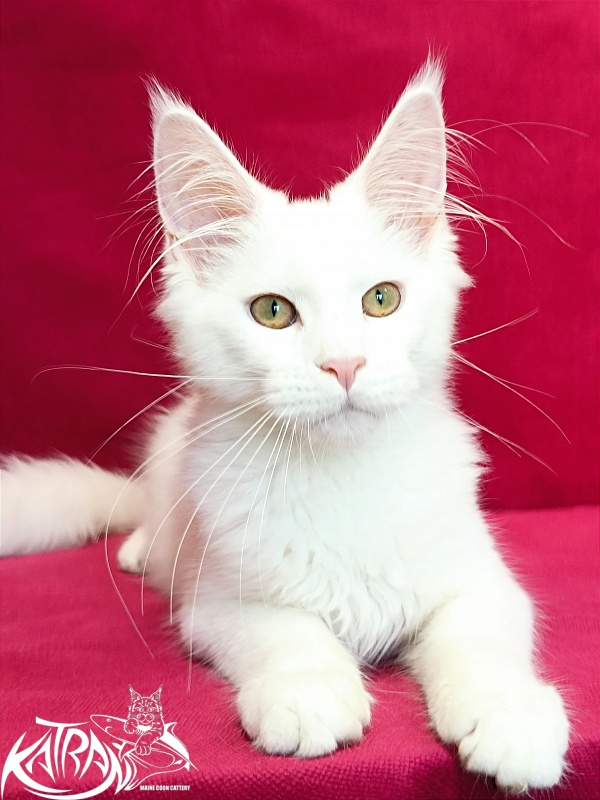 Katran Gabriella - Кошеня мейн-кун 4 місяця