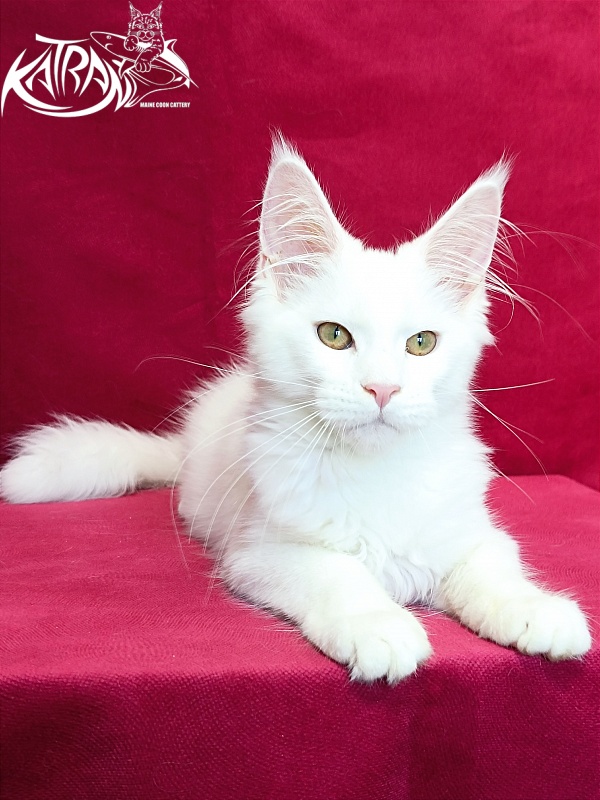 Katran Gabriella - Кошеня мейн-кун 4 місяця