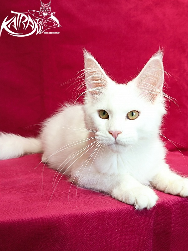 Katran Gabriella - Кошеня мейн-кун 4 місяця