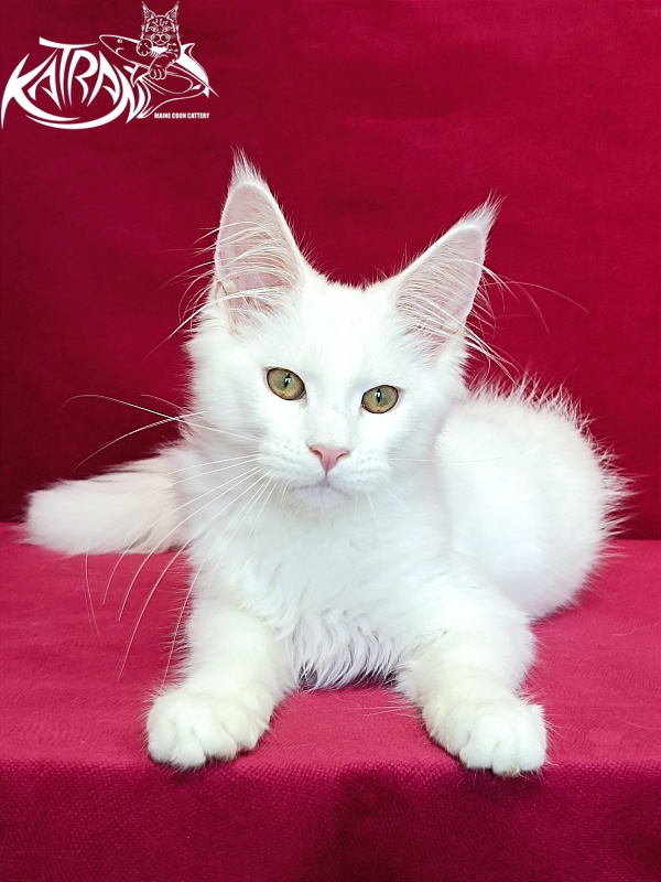 Katran Gabriella - Кошеня мейн-кун 4 місяця