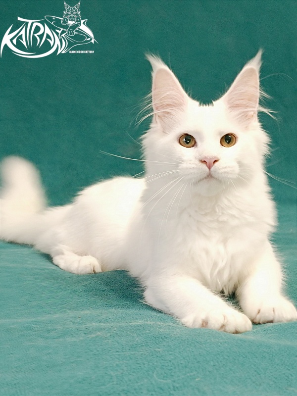 Katran Gabriella - Кошеня мейн-кун 5 місяців