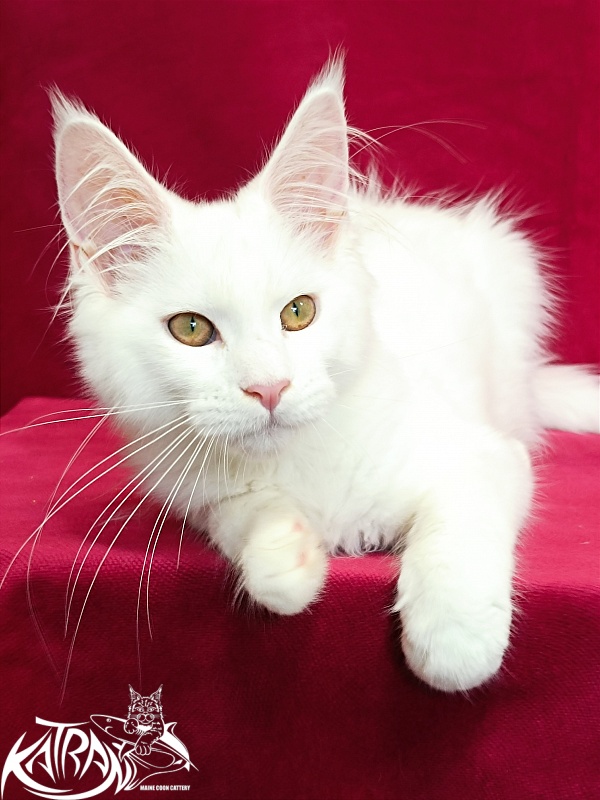 Katran Gabriella - Кошеня мейн-кун 4 місяця