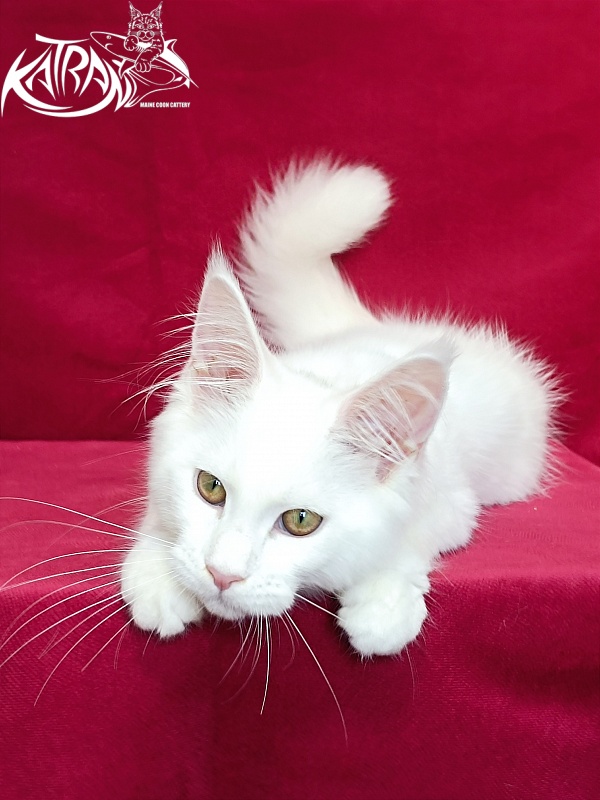 Katran Gabriella - Кошеня мейн-кун 4 місяця